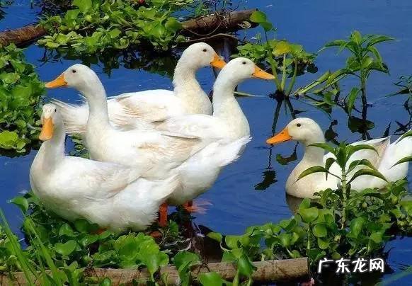 春暖什么鸭先知是几年级的诗 春风水暖鸭先知上一句