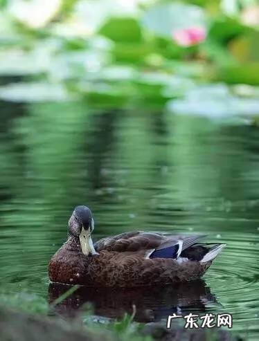 春暖什么鸭先知是几年级的诗 春风水暖鸭先知上一句