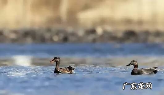 春暖什么鸭先知是几年级的诗 春风水暖鸭先知上一句