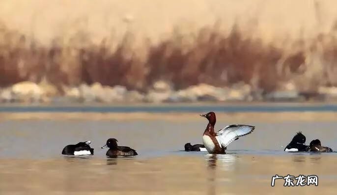 春暖什么鸭先知是几年级的诗 春风水暖鸭先知上一句