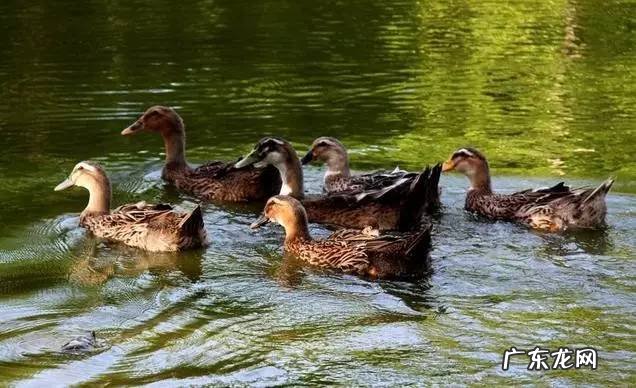 春暖什么鸭先知是几年级的诗 春风水暖鸭先知上一句