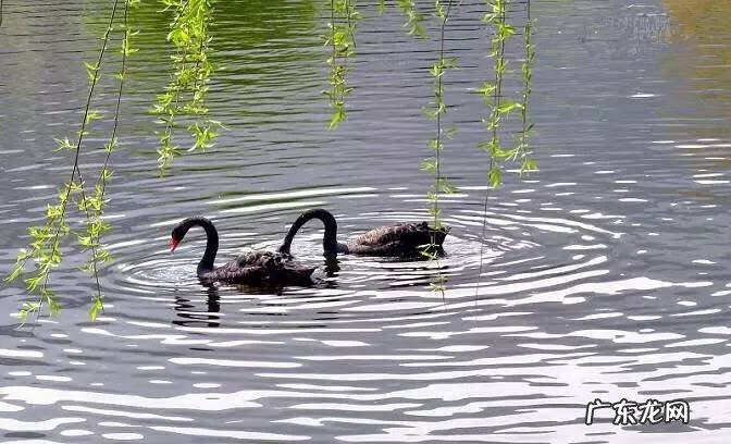 春暖什么鸭先知是几年级的诗 春风水暖鸭先知上一句
