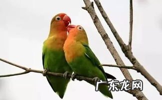 虎皮鹦鹉说话的几率是多少 虎皮鹦鹉会说话的前兆有哪些表现