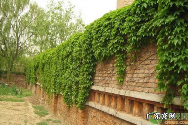 爬山虎的风水坏处 爬山虎有什么说法
