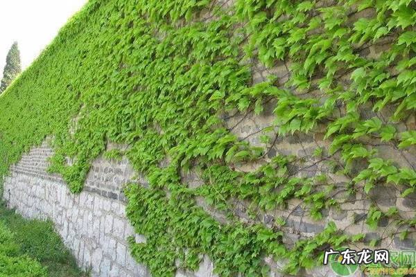 爬山虎的风水坏处 爬山虎有什么说法
