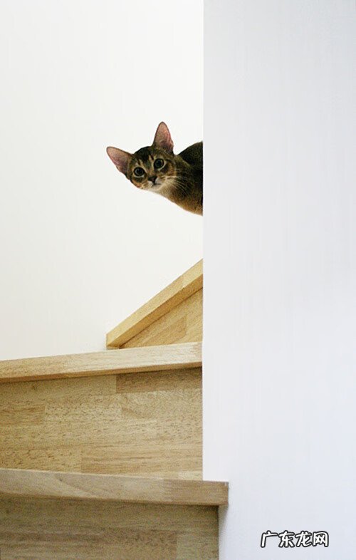 养不住狗的风水原因 狗睡卧室的风水