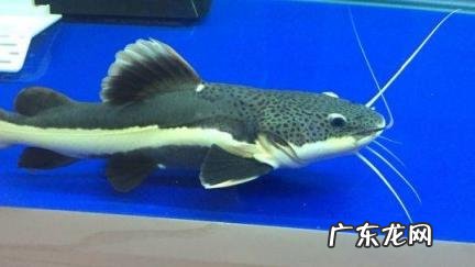 招财猫鱼死前症状 招财猫鱼死前症状图