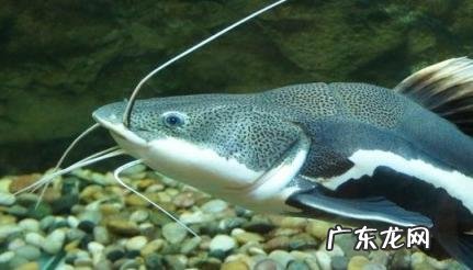 招财猫鱼死前症状 招财猫鱼死前症状图