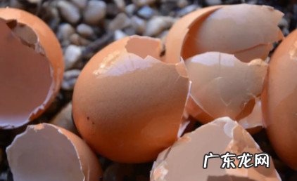 鸡蛋壳上的点 为什么鸡蛋壳上面有许多小点呢
