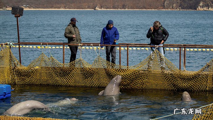 生鱼片是什么鱼 生鱼片大人