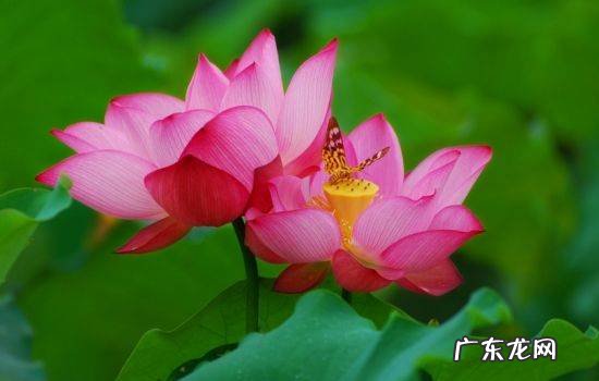 100种风水物品 妙用堂风水用品微信