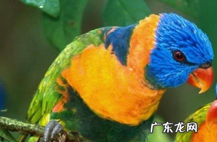 五种鸟飞入屋是最好的 五种鸟飞入屋是最好的图片