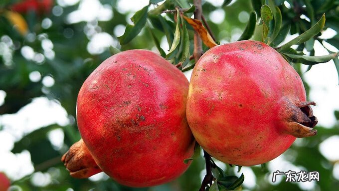 石榴的营养价值功效 石榴的营养价值有哪些