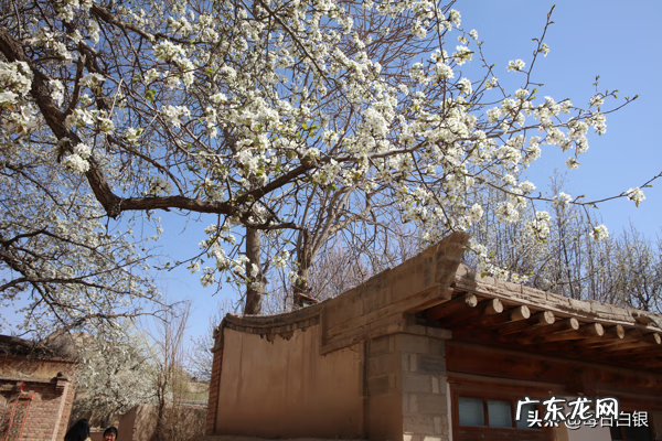 靖远903 靖远279风水