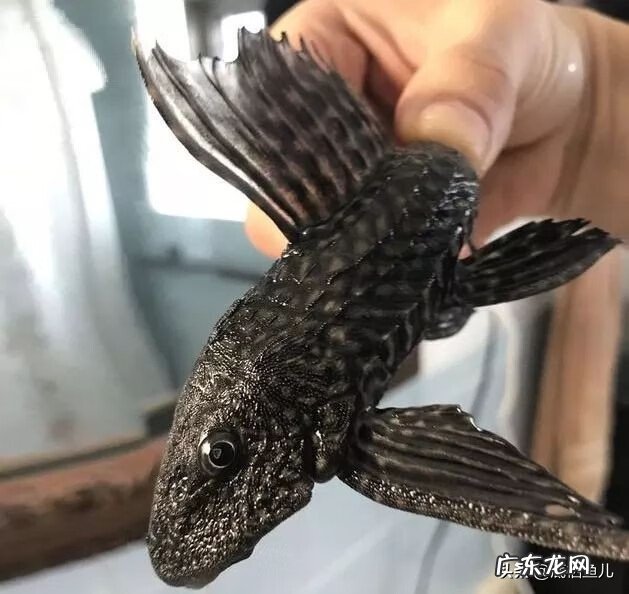 鱼缸内如何养清道夫鱼 只养清道夫有什么说法吗