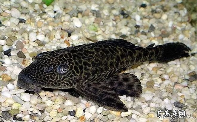 鱼缸内如何养清道夫鱼 只养清道夫有什么说法吗