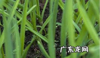发芽大蒜种植方法? 大蒜怎么种植方法图片大全