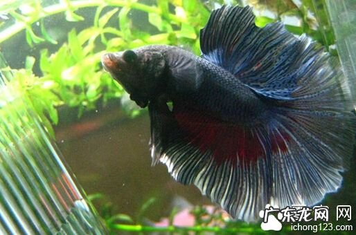 斗鱼一般吃什么 斗鱼吃什么食物