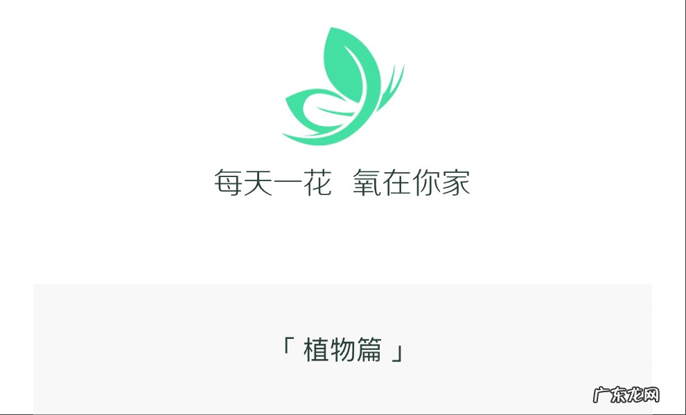 双线竹芋摆放风水 双线竹芋风水作用