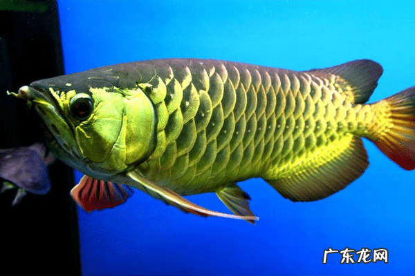 养一条金龙鱼的风水好吗 养金龙鱼有什么风水