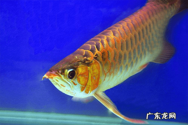 养一条金龙鱼的风水好吗 养金龙鱼有什么风水