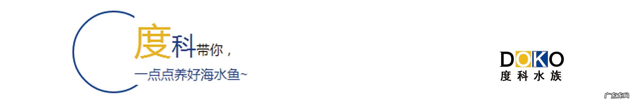 雷达探鱼器 雷达鱼养几条