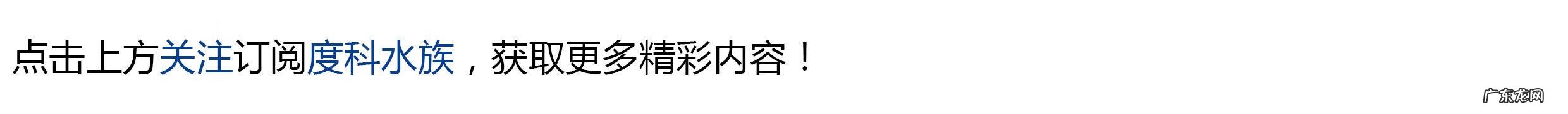 雷达探鱼器 雷达鱼养几条
