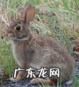 山棉尾兔 沙漠棉尾兔