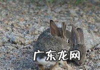 山棉尾兔 沙漠棉尾兔