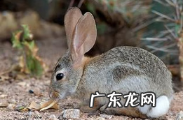 山棉尾兔 沙漠棉尾兔