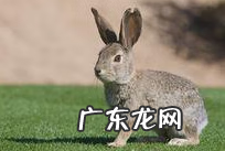 山棉尾兔 沙漠棉尾兔