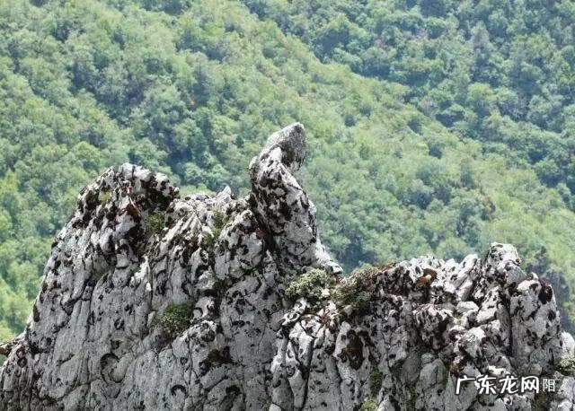 狮子在风水上起什么作用 金阳大狮子风水如何