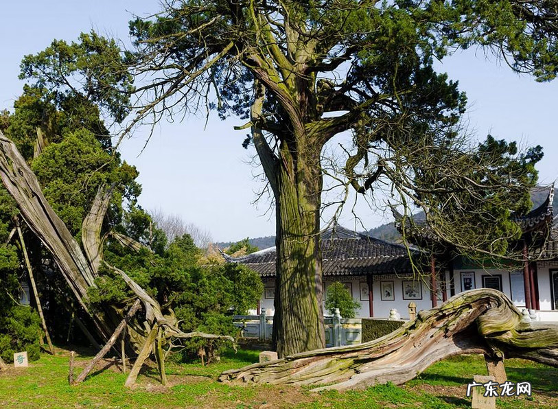 在家孵化小鸡 在家孵小鸡的风水寓意
