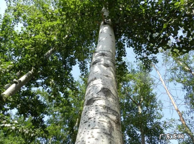 在家孵化小鸡 在家孵小鸡的风水寓意