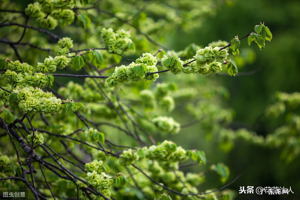 摩羯座的幸运植物 摩羯座的风水植物