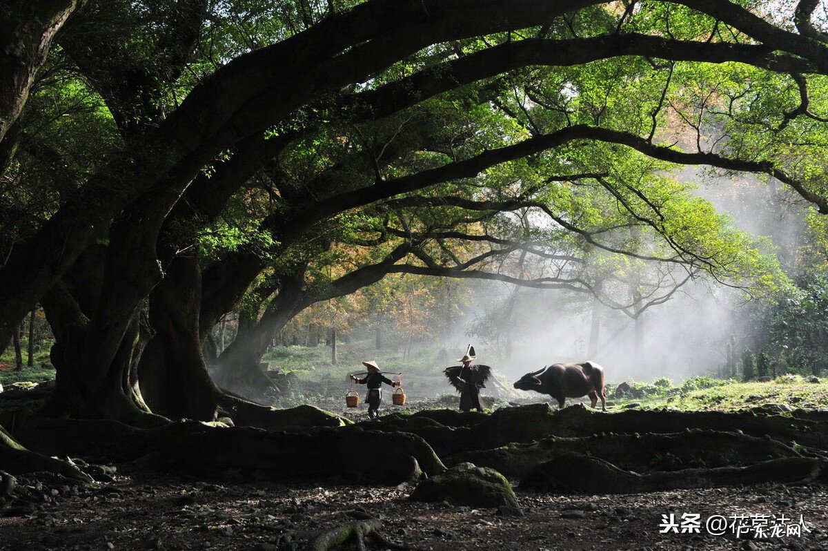 摩羯座的幸运植物 摩羯座的风水植物