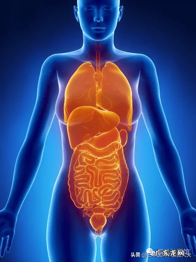 中医针灸人体模型品牌 中医人体模型图片