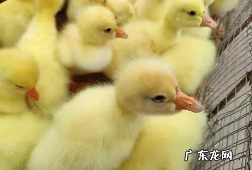 农村现在做啥比较好能挣钱 农村挣钱的好项目