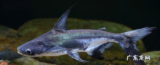 成吉思汗鲨能长多大(养成吉思汗鲨鱼犯法吗 成吉思汗鲨鱼可以长多大,成吉思汗鲨可以长多大)