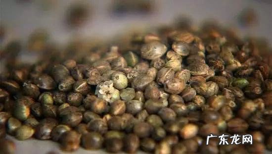 巴马火麻茶的功效 巴马火麻茶的成分和功效