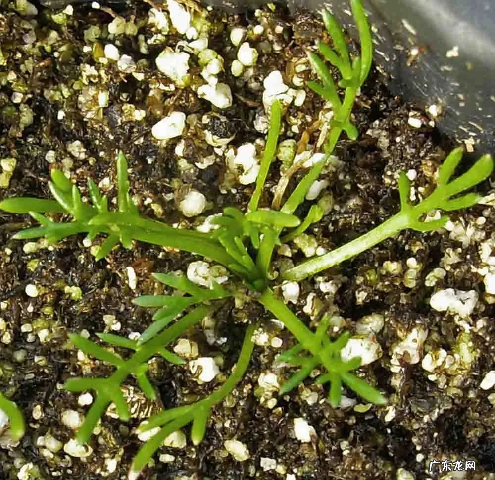 家里摆洋甘菊花吉利吗 洋甘菊