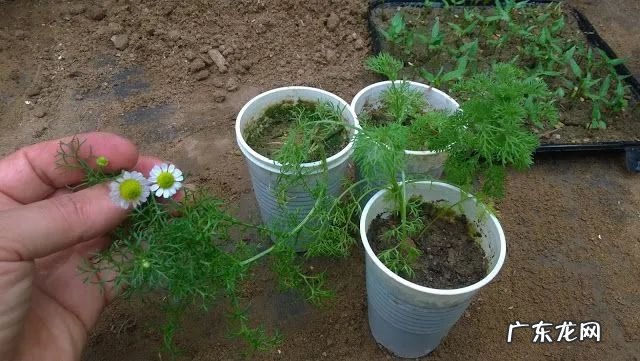 家里摆洋甘菊花吉利吗 洋甘菊