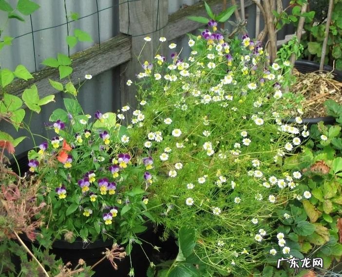家里摆洋甘菊花吉利吗 洋甘菊