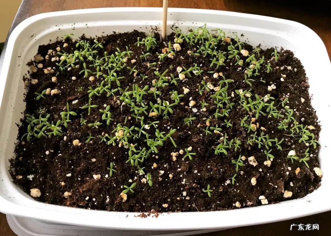 家里摆洋甘菊花吉利吗 洋甘菊