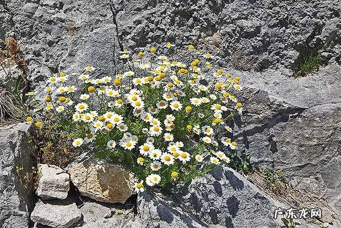 家里摆洋甘菊花吉利吗 洋甘菊