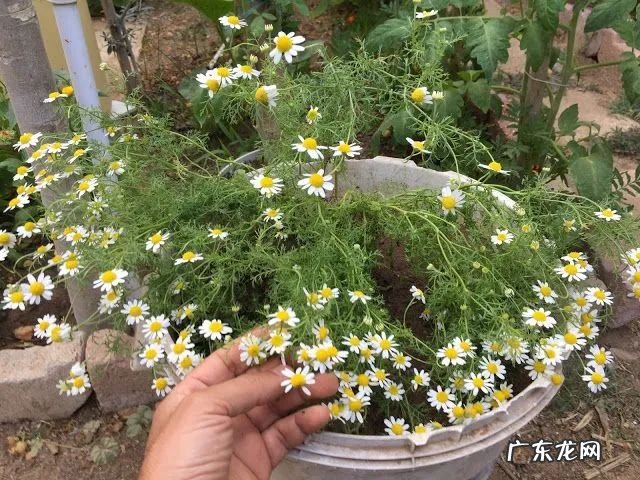 家里摆洋甘菊花吉利吗 洋甘菊