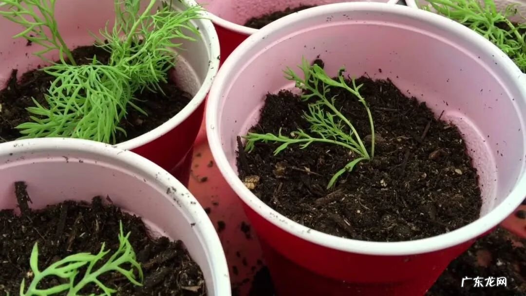 家里摆洋甘菊花吉利吗 洋甘菊