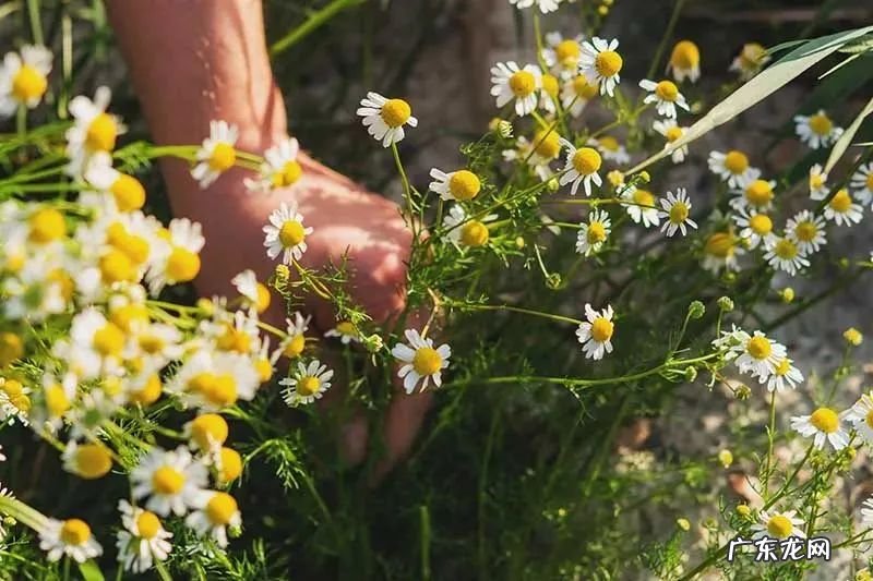 家里摆洋甘菊花吉利吗 洋甘菊