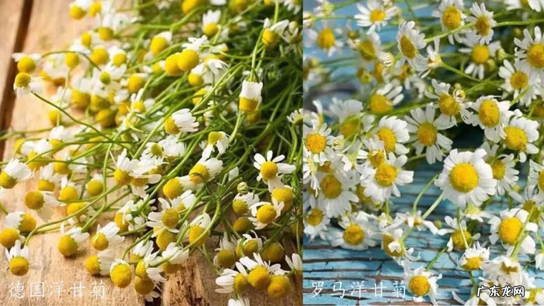 家里摆洋甘菊花吉利吗 洋甘菊