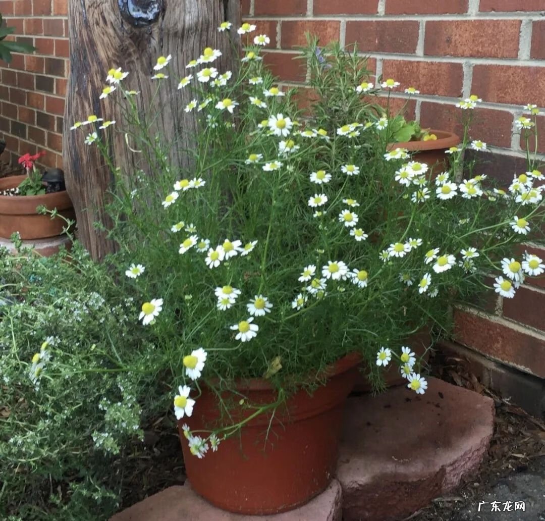 家里摆洋甘菊花吉利吗 洋甘菊
